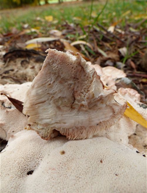 Cross-section showing flesh and tube layer on an ash stump in Wickford, Essex 